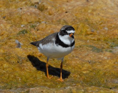 Plover, Semipalmated