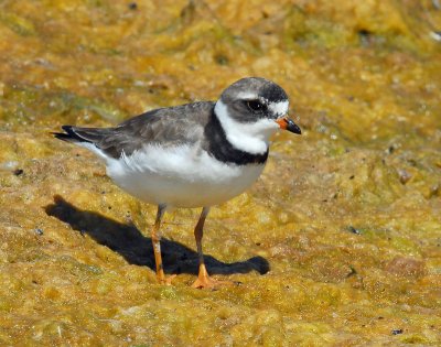 Plover, Semipalmated