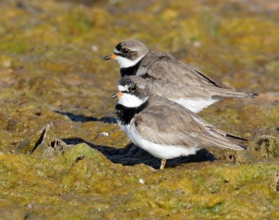 Plover, Semipalmated