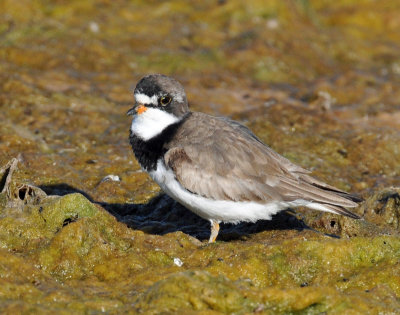 Plover, Semipalmated