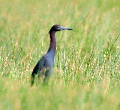 Heron, Little Blue