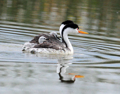 Grebe, Clark's