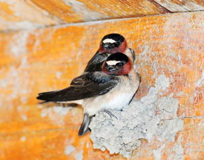 Swallow, Cliff