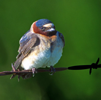 Swallow, Cliff