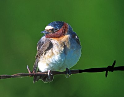 Swallow, Cliff