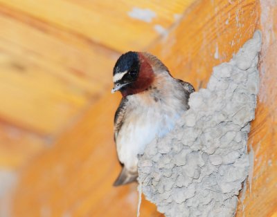 Swallow, Cliff