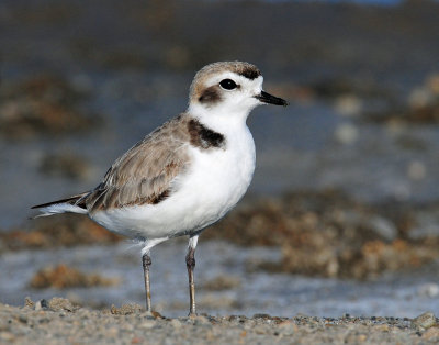 Plovers, Snowy (Aug. 10, 2011)