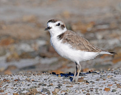 Plover, Snowy