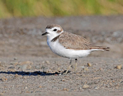 Plover, Snowy