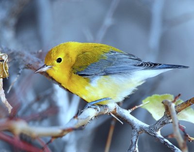 Warbler, Prothonotary