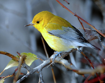 Warbler, Prothonotary