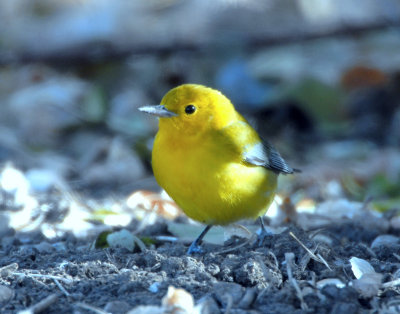 Warbler, Prothonotary