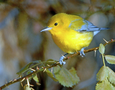 Warbler, Prothonotary