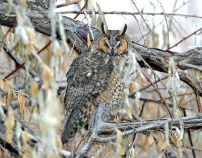 Owl, Long-eared 12/28/2009