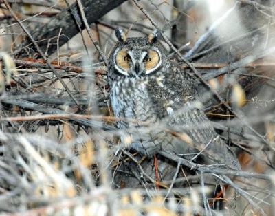 Owl, Long-eared