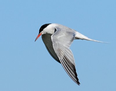 Tern, Common