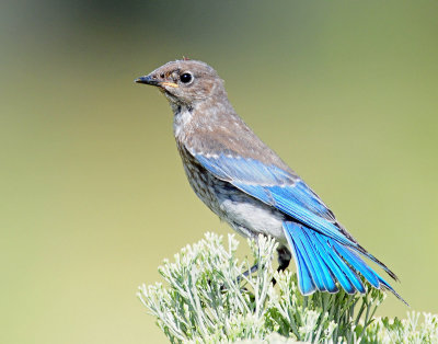 Bluebird, Mountain (Juvenile)