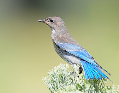 Bluebird, Mountain (Juvenile)