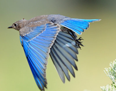 Bluebird, Mountain (Juvenile)