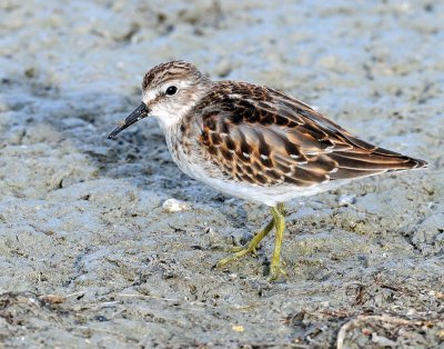 Sandpiper, Least