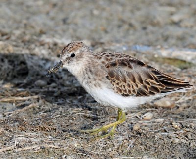 Sandpiper, Least