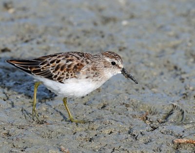 Sandpiper, Least