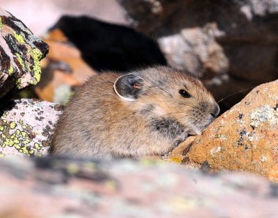 Pika, American