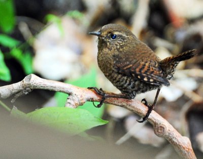 Wren, Pacific