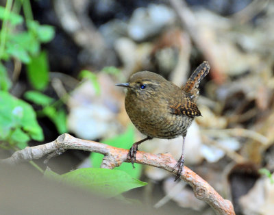 Wren, Pacific