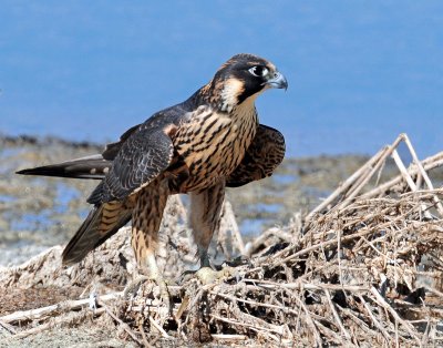Falcon, Peregrine (Juvenile)