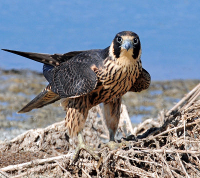 Falcon, Peregrine (Juvenile)