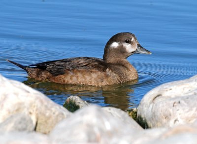 Duck, Harlequin  (Utah Female)