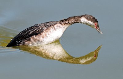 Grebe, Horned