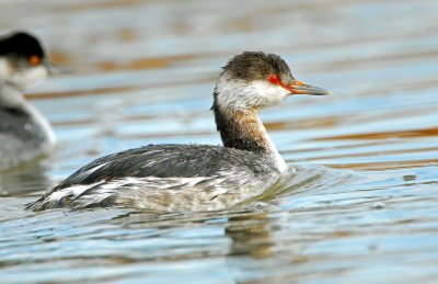 Grebe, Horned