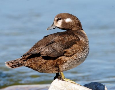 Duck, Harlequin (Juvenile Male)