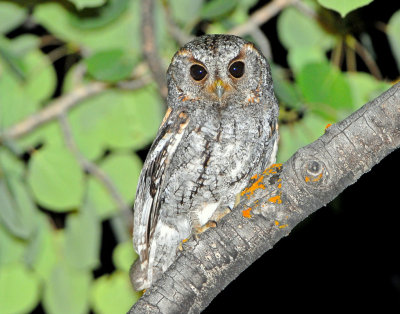 Owl, Flammulated