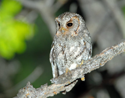 Owl, Flammulated