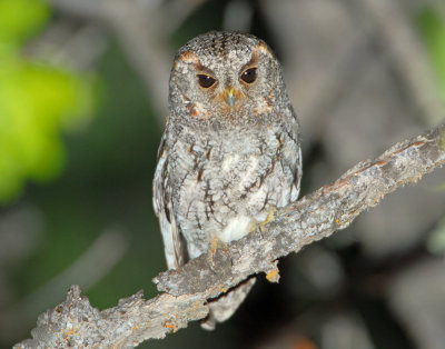 Owl, Flammulated