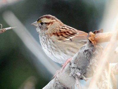 Sparrow, White-throated