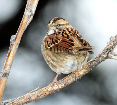 Sparrow, White-throated