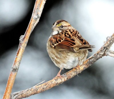 Sparrow, White-throated