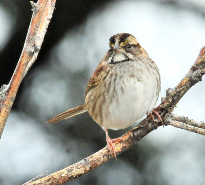 Sparrow, White-throated