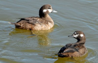 Ducks, Harlequin (Female & Juvenile)
