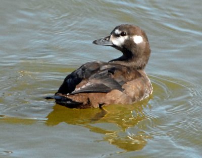 Duck, Harlequin (Juvenile)