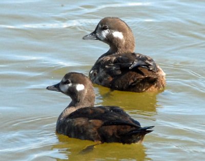 Ducks, Harlequin (Female and Juvenile)