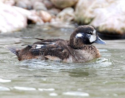 Ducks, Harlequin