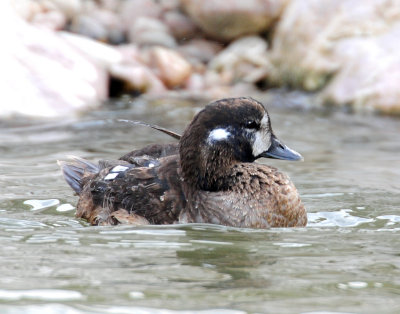 Ducks, Harlequin