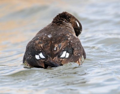 Ducks, Harlequin (10-25-2011)