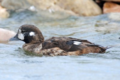 Ducks, Harlequin