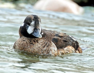 Duck, Harlequin (10-25-2011)